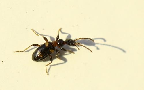 Leptaleus rodriguesi