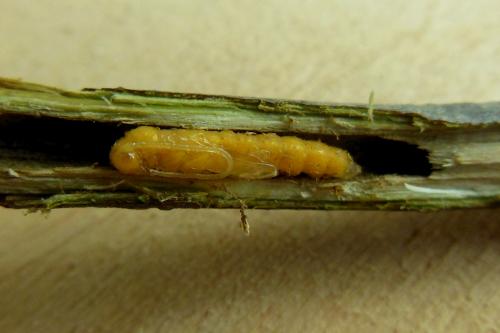Oberea linearis