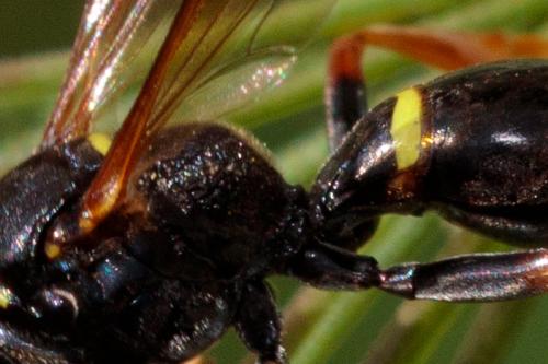 Réf. 219 005 : Gorytes sp.