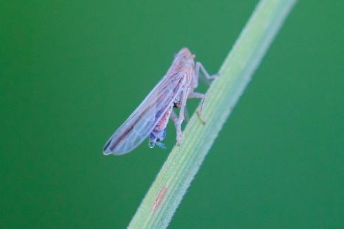 Réf. 219 084 : Stenocranus sp.