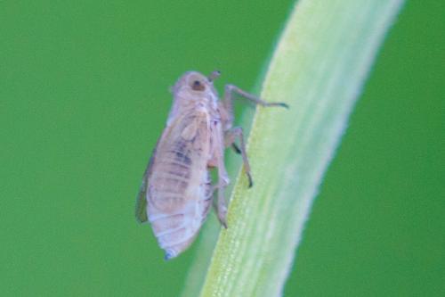 Réf. 219 085 : Stenocranus sp.