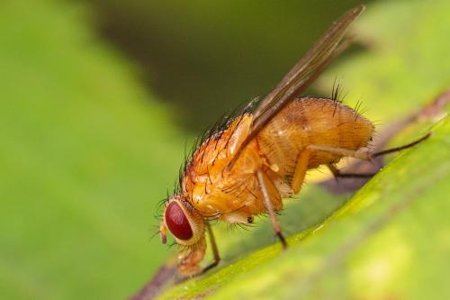 Réf. 219 792 : Phaonia pallida