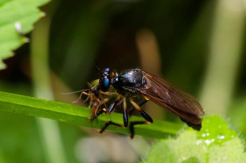 Réf. 219 794 : Dioctria cothurnata