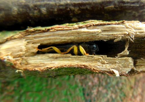 Oberea linearis