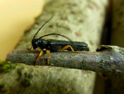 Oberea linearis