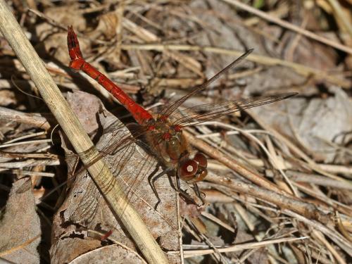Sympetrum striolatum