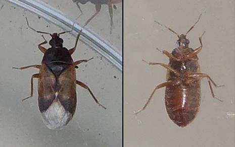 Lyctocoris campestris
