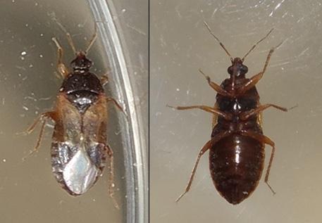 Lyctocoris campestris