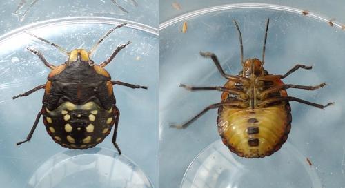Nezara viridula