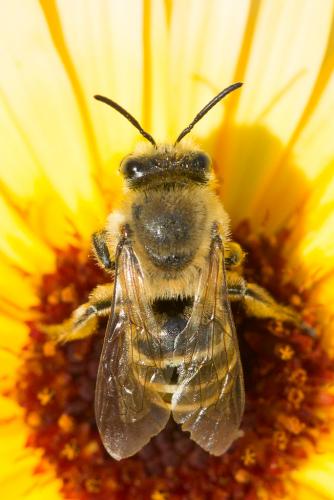 Colletes sp.