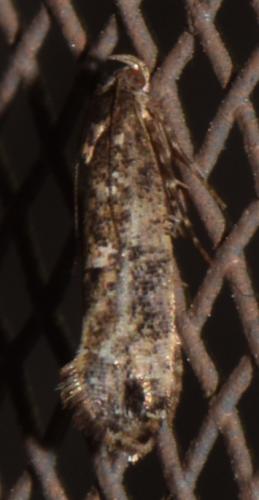 Réf. 219 546 : Acrolepiinae inconnu