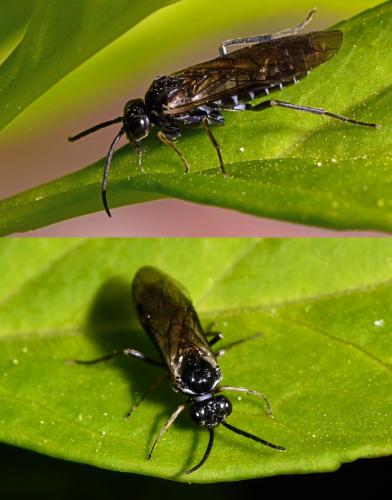 Empria sp.