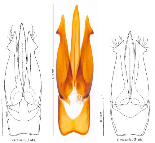 Ampedus cardinalis