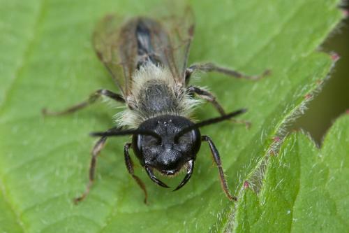 Andrena sp.