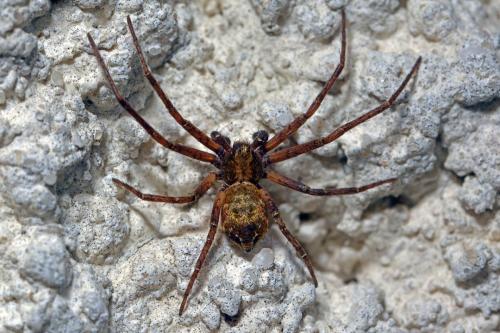 Philodromus sp.