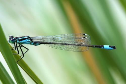 Ischnura elegans