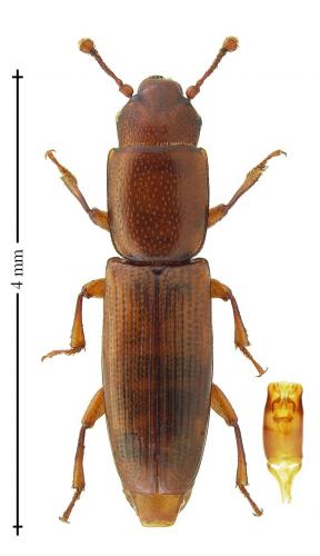 Réf. 219 897 : Rhizophagus parallelocollis