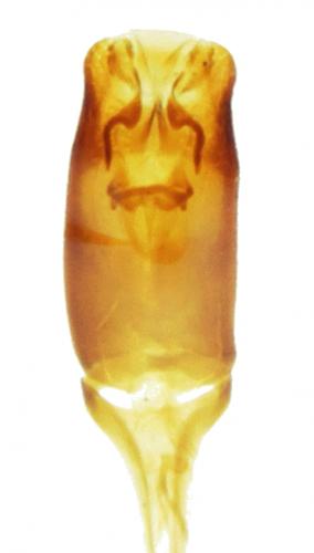 Réf. 219 898 : Rhizophagus parallelocollis