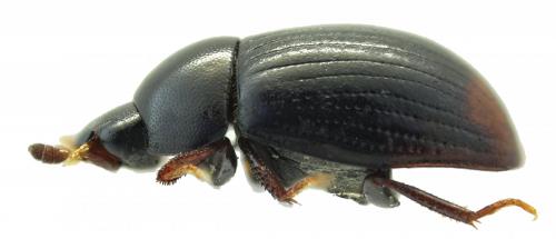 Cercyon ustulatus
