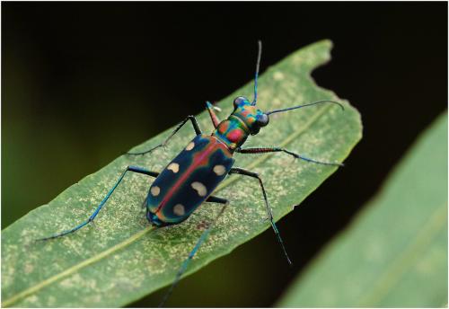 Cicindela aurulenta