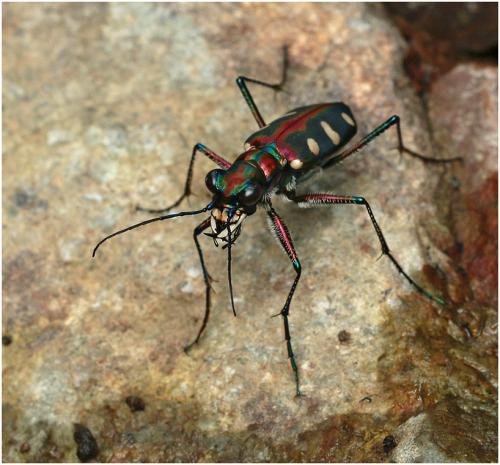 Cicindela aurulenta
