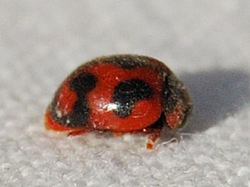 Réf. 219 725 : Novius cardinalis
