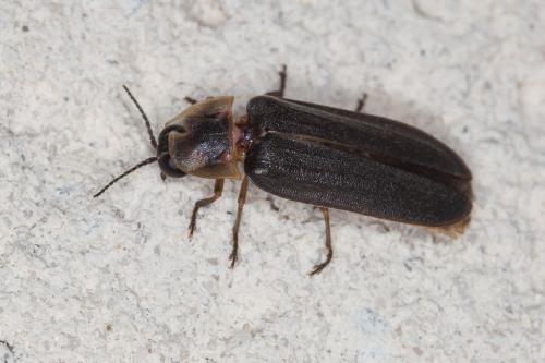 Lampyris noctiluca