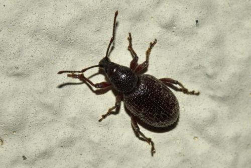 Otiorhynchus cribricollis