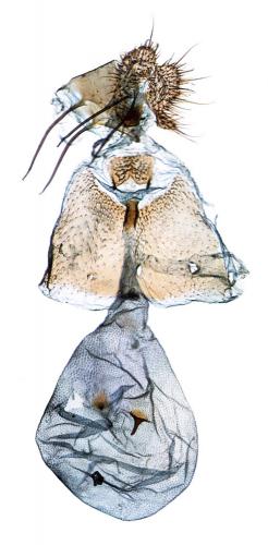 Cydia interscindana