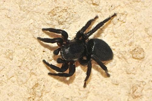 Réf. 219 312 : Phlegra fasciata