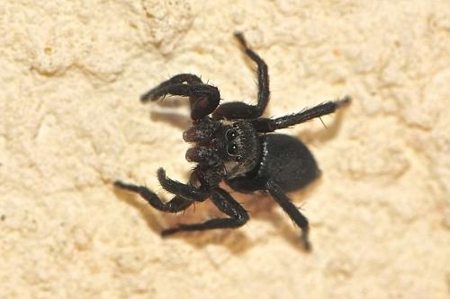 Phlegra fasciata