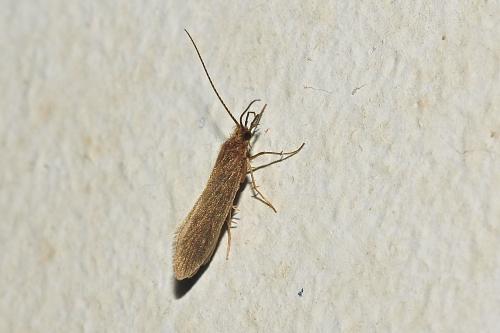 Réf. 219 411 : Tinodes sp.