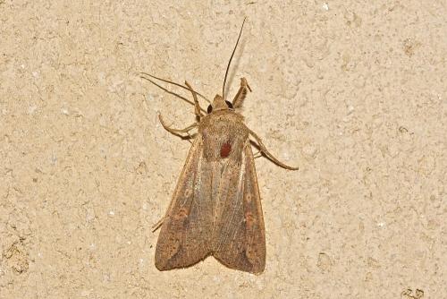 Mythimna unipuncta