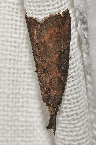 Hypena rostralis