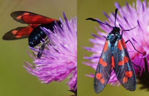 Réf. 219 121 : Zygaena filipendulae