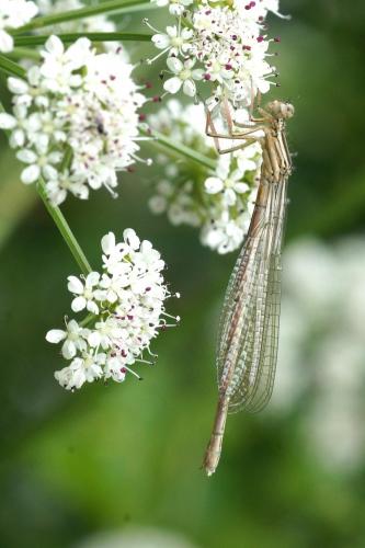 Platycnemis sp.
