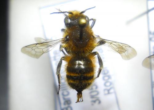 Réf. 219 163 : Osmia argyropyga