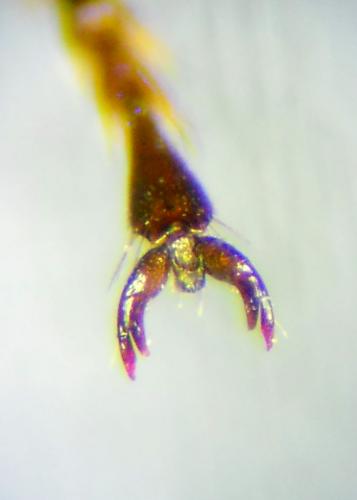 Osmia argyropyga