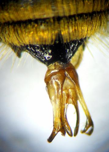 Osmia argyropyga
