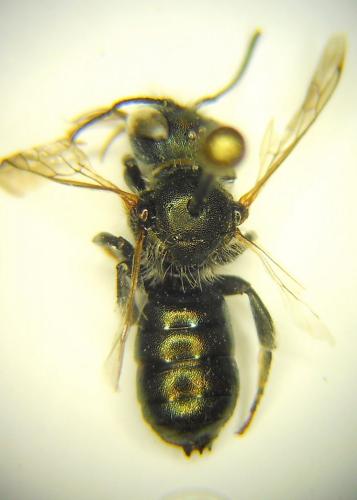 Réf. 219 217 : Osmia versicolor