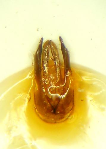 Osmia versicolor