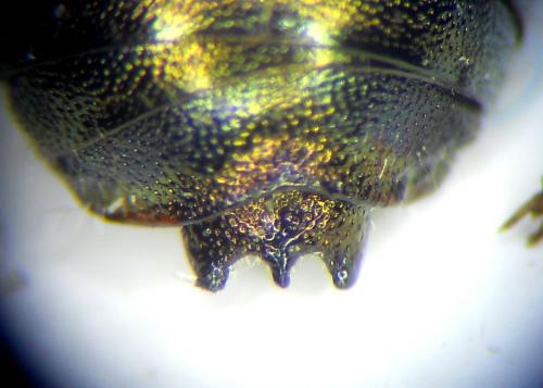 Osmia versicolor