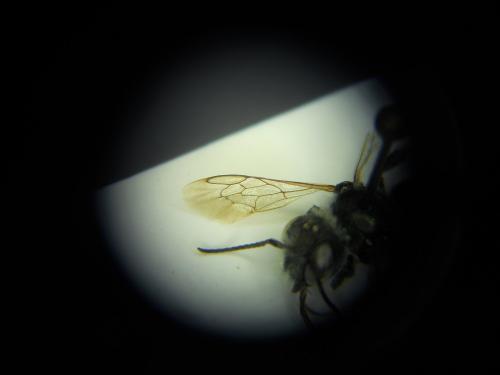 Osmia versicolor