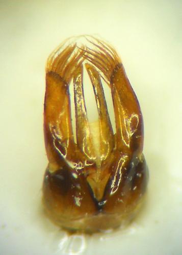 Osmia bicolor
