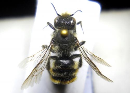 Osmia bicolor