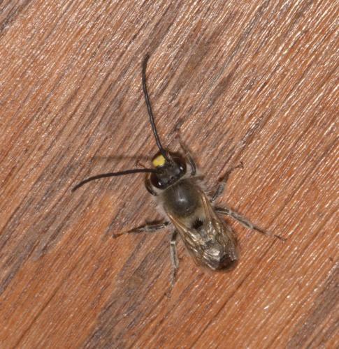 Eucera sp.