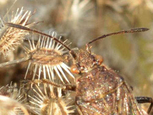 Stictopleurus sp.