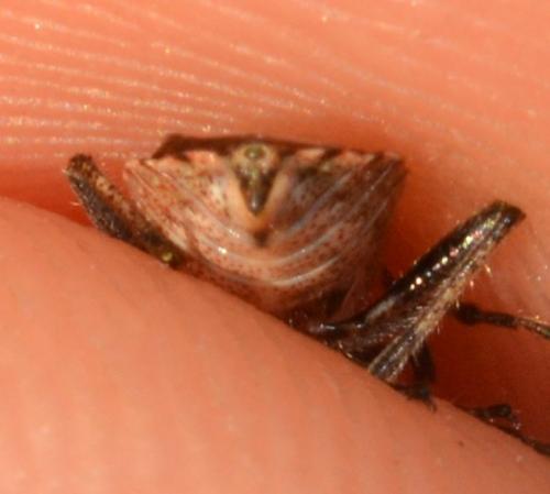 Stictopleurus sp.