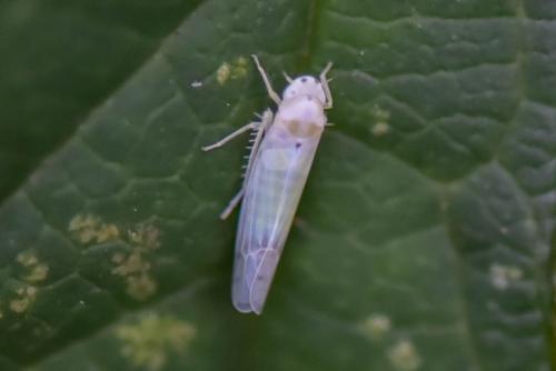 Ribautiana debilis