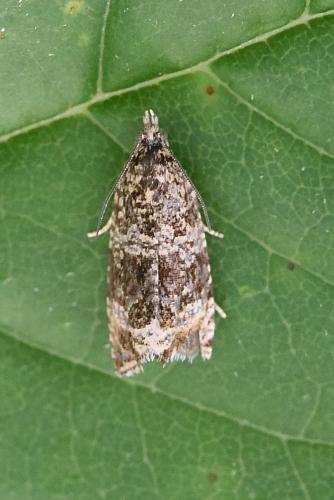 Celypha lacunana
